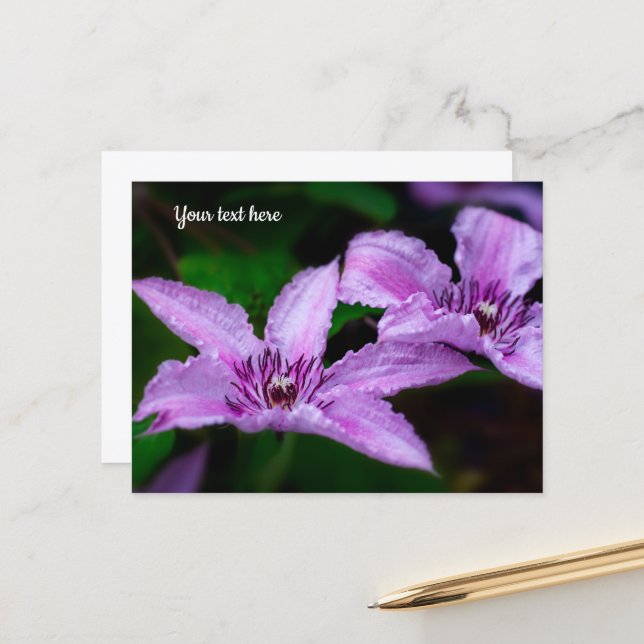 Lila Clematis vykort (Fram/Back In Situ)