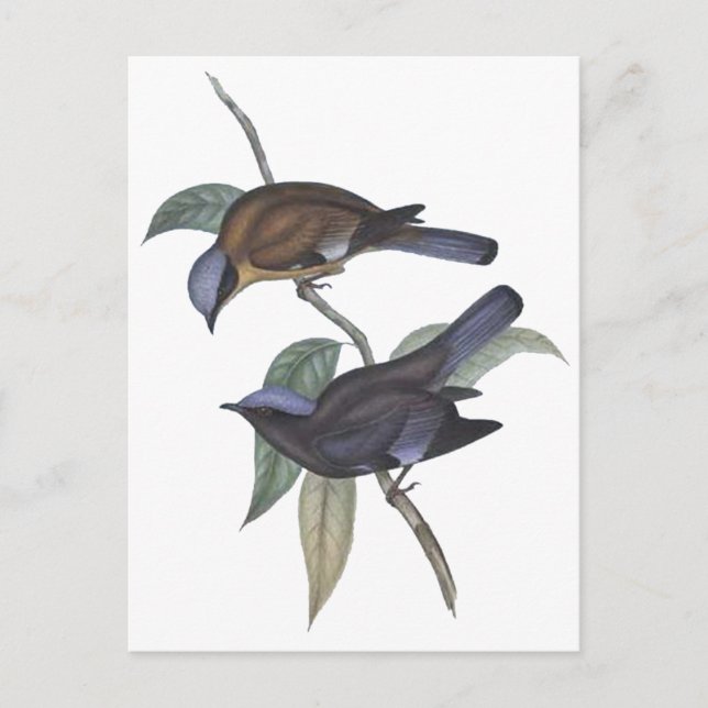 Lila Cochoa Vykort (Framsida)