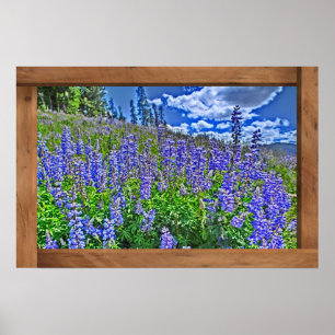Lila Colorado wildblomscenen poster utskrift