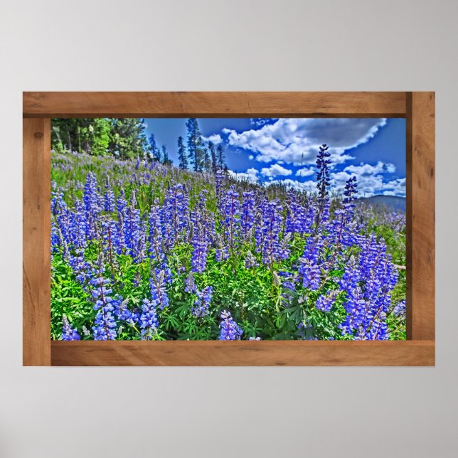 Lila Colorado wildblomscenen poster utskrift (Framsidan)