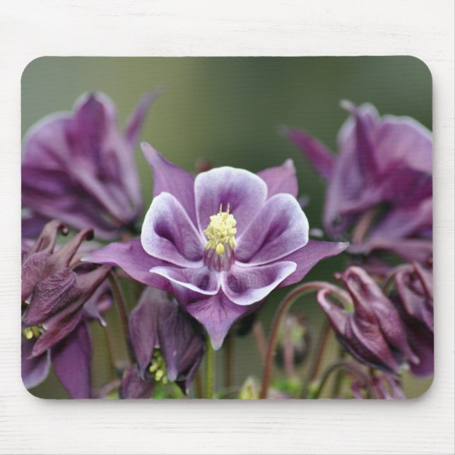 Lila columbine-blomma musmatta (Framsidan)