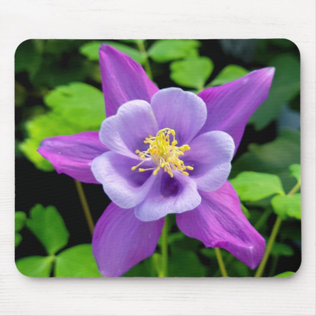 Lila Columbine Flower Musmatta (Framsidan)