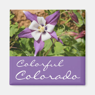 Lila Columbine Magnet