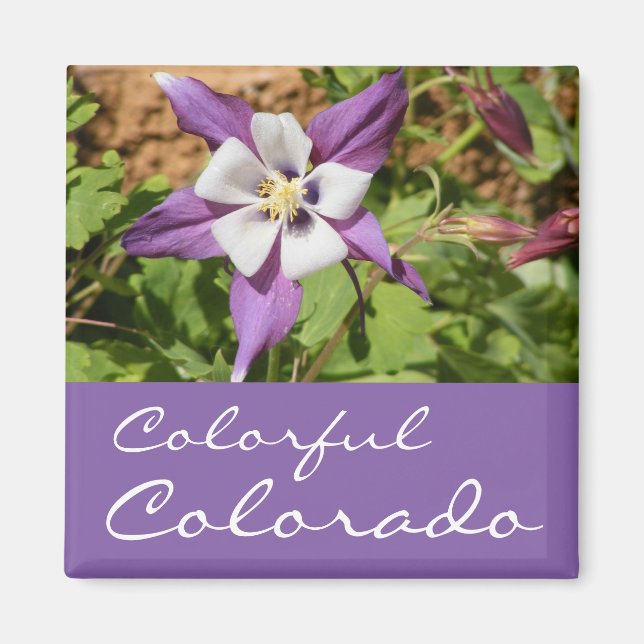 Lila Columbine Magnet (Framsidan)