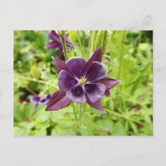 Lila Columbine Vykort (Framsida)