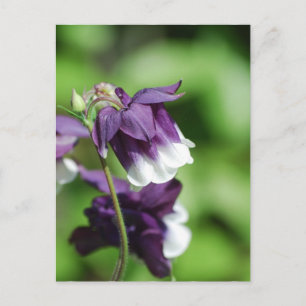 Lila Columbine-vykort Vykort
