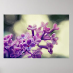 Lila Common Lilac Blommar i Bokeh Poster