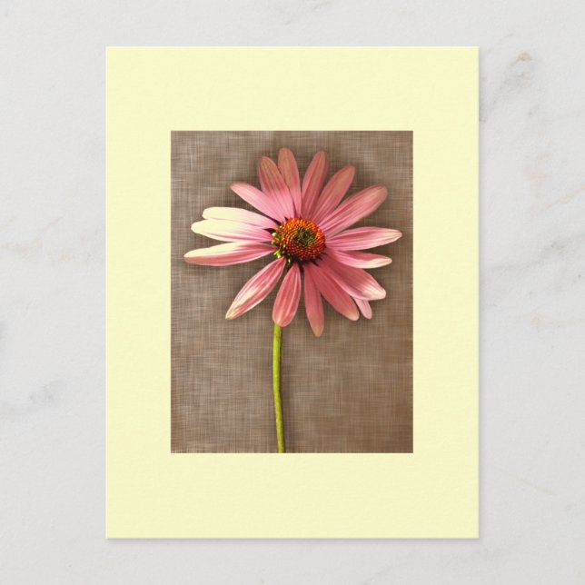 Lila Cone Flower Echinacea purpurea Vykort (Framsida)