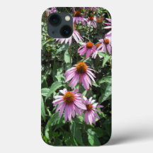 Lila Coneflower
