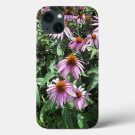 Lila Coneflower