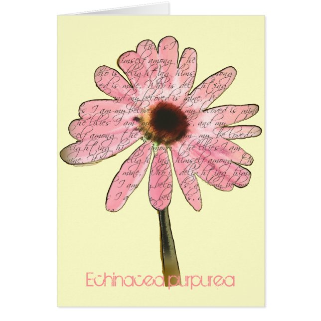 Lila ConeFlower Echinacea purpurea OBS Kort (Framsidan)