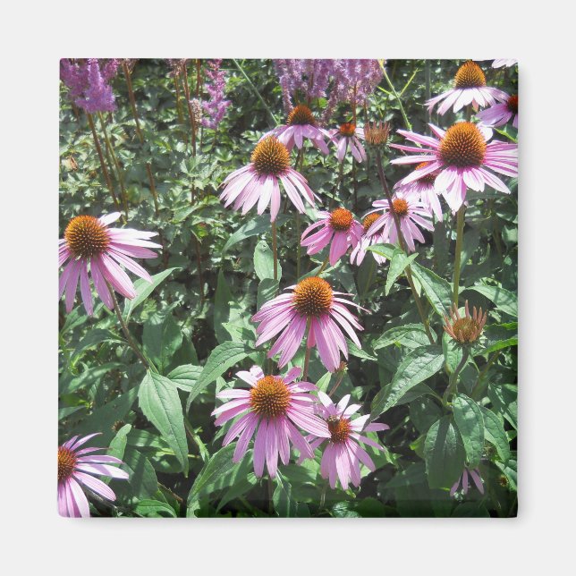 Lila Coneflower Magnet (Framsidan)