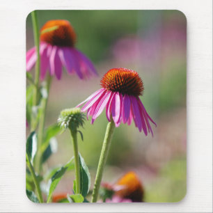 Lila Coneflower Musmatta