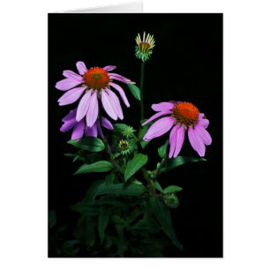 Lila Coneflower OBS Kort