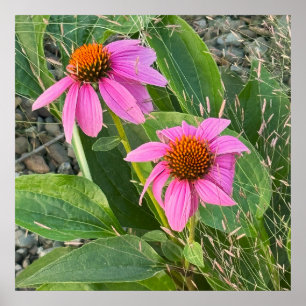 Lila Coneflower Photo Poster