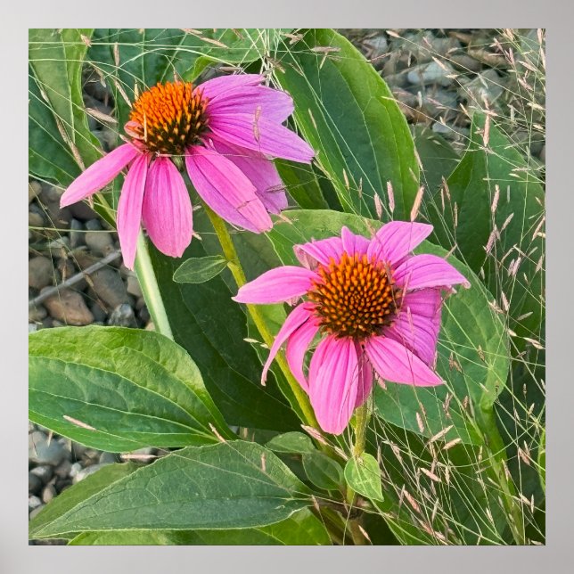 Lila Coneflower Photo Poster (Framsidan)