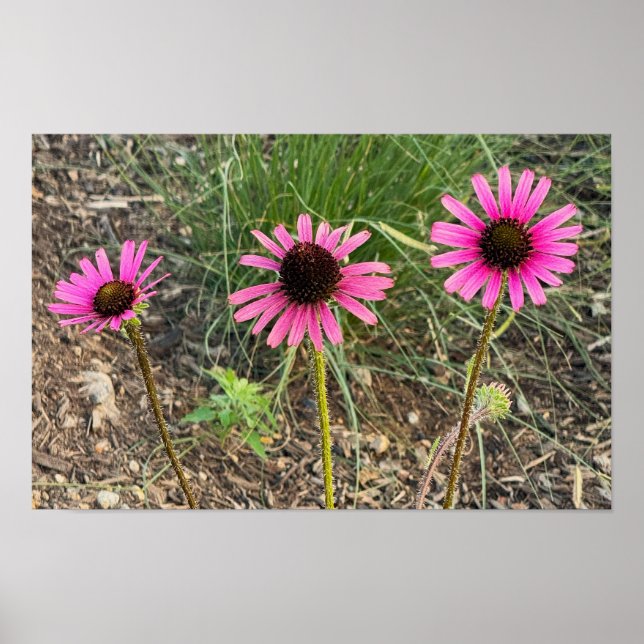 Lila Coneflower Photo Poster (Framsidan)