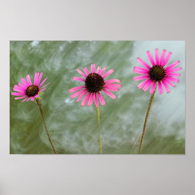 Lila Coneflower Photo Poster (Framsidan)