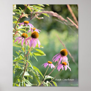 Lila Coneflower Poster