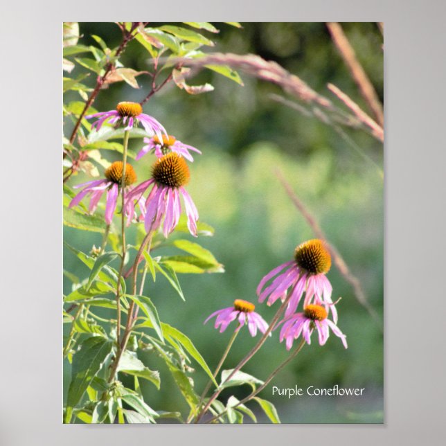Lila Coneflower Poster (Framsidan)