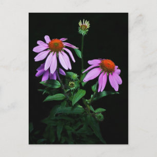 Lila Coneflower Vykort