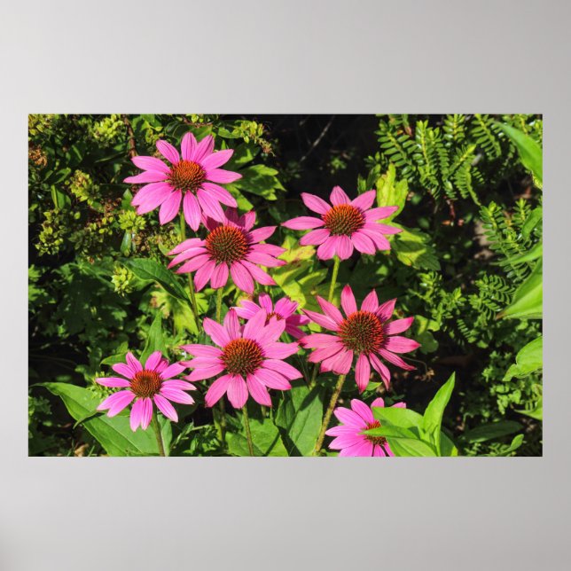 Lila Coneflowers, Bute Park, Cardiff, Wales Poster (Framsidan)