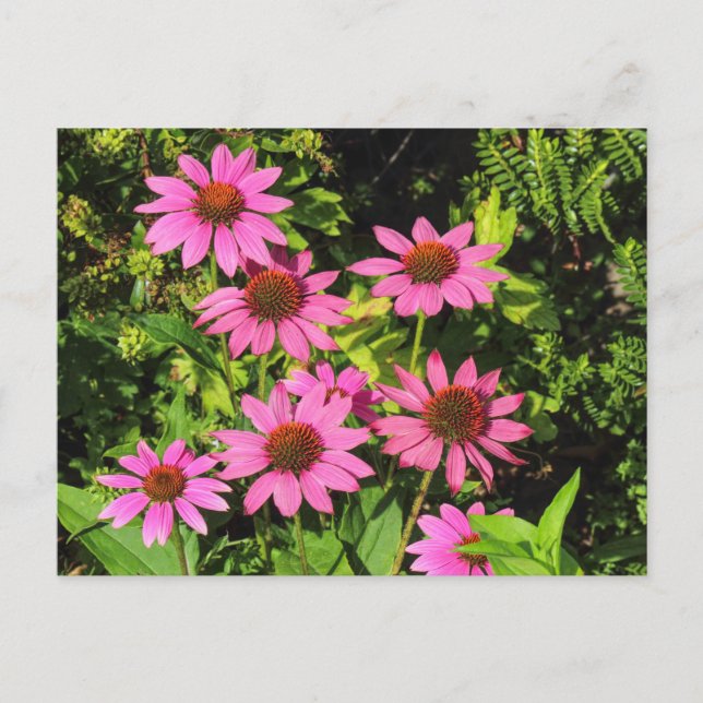 Lila Coneflowers, Bute Park, Cardiff, Wales Vykort (Framsida)