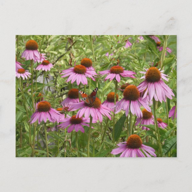 Lila Coneflowers with Butterfly DIY Postcard Helg Vykort (Framsida)