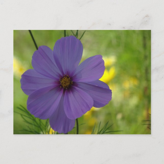 Lila Cosmea Blomma DIY Postkort Vykort (Framsida)