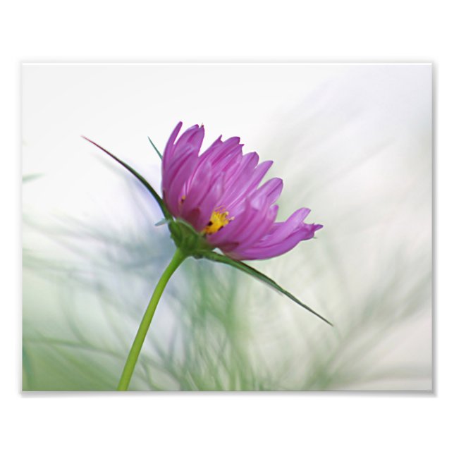 Lila cosmos-blomma fototryck (Framsidan)