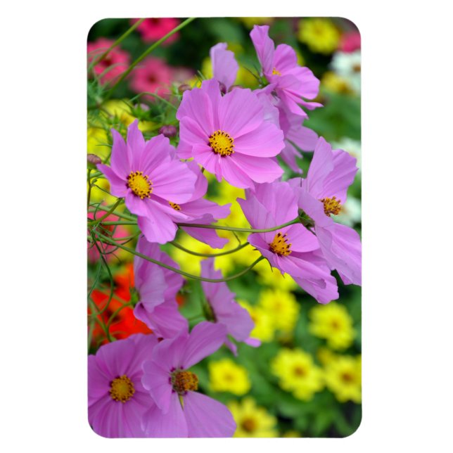 Lila cosmos blommor magnet (Vertikal)