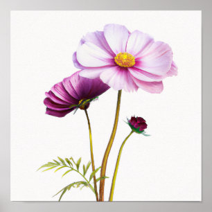 Lila Cosmos Flowers Art Print Poster