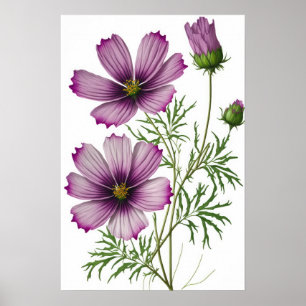Lila Cosmos Flowers Art Print Poster