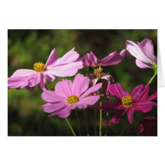 Lila Cosmos Flowers Card Hälsningskort