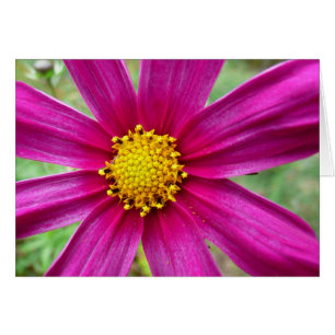 Lila Cosmos Wildblomma Hälsningskort