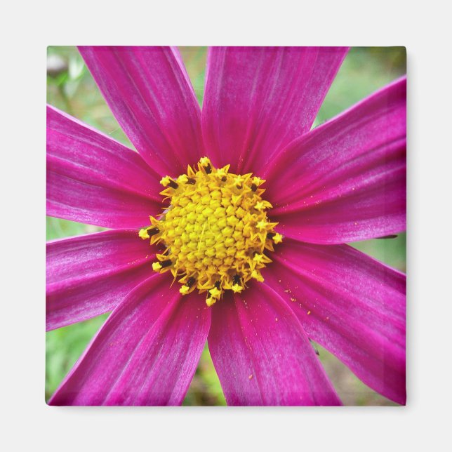 Lila Cosmos Wildblomma Magnet (Framsidan)