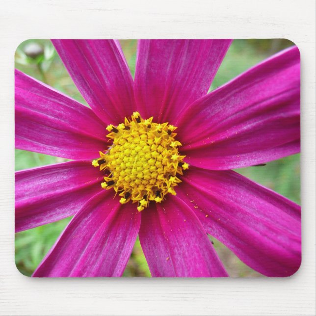 Lila Cosmos Wildblomma Musmatta (Framsidan)