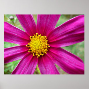 Lila Cosmos Wildblomma Poster