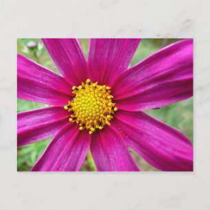 Lila Cosmos Wildblomma Vykort