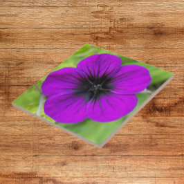 Lila Cranesbill Geranium Blommigt Kakelplatta
