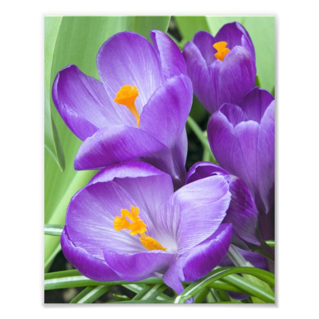 Lila Crocus Blooms i Garden Fototryck (Framsidan)