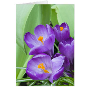Lila Crocus Blooms i Garden Hälsningskort