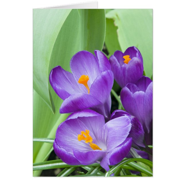 Lila Crocus Blooms i Garden Hälsningskort (Framsidan)