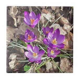 Lila Crocus Ceramic Tile Kakelplatta