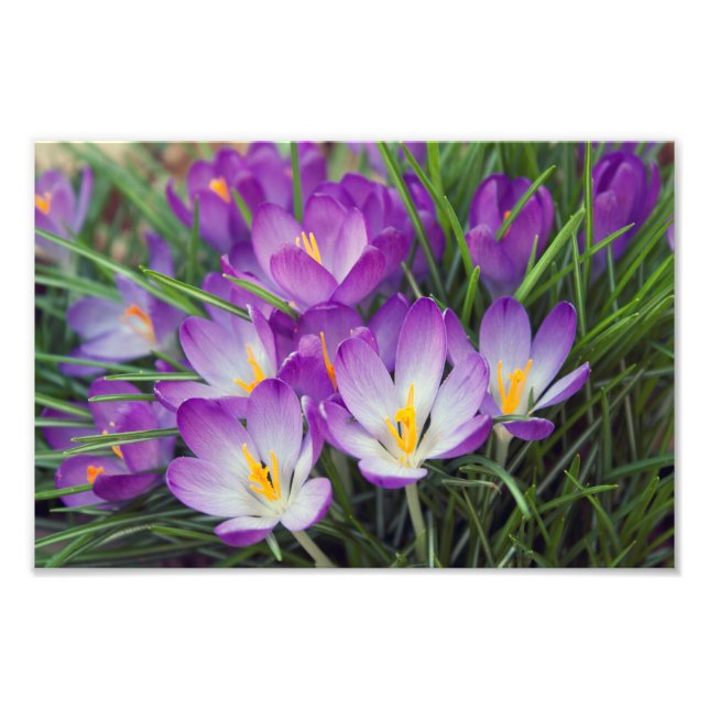 Lila Crocus Flowers i Vår Fototryck (Framsidan)