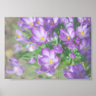 Lila Crocus Flowers Nature Poster