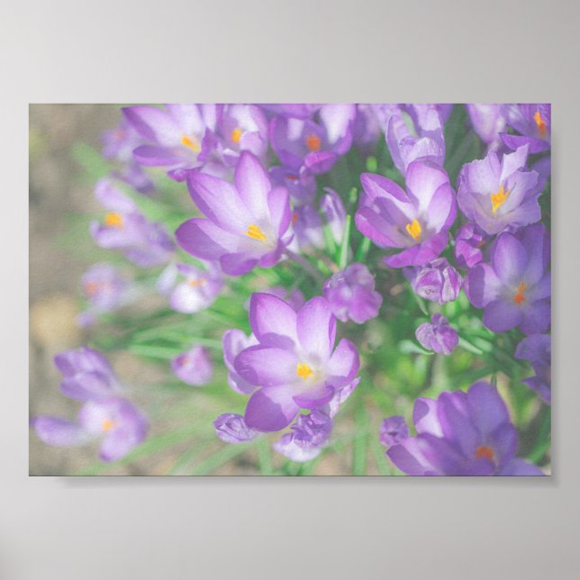 Lila Crocus Flowers Nature Poster (Framsidan)