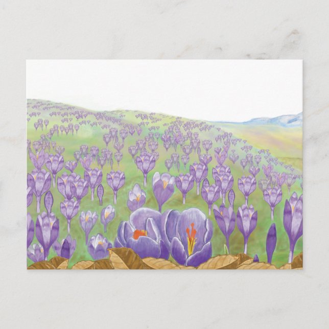 Lila Crocus Flowers på Vår Backe Illustration Helg Vykort (Framsida)