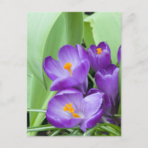 Lila Crocus Flowers Vykort