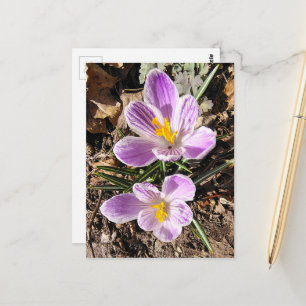 Lila Crocus Första blommor våren 2026 Vykort